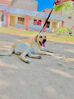 Labrador 15 Months Male Urgent Sale