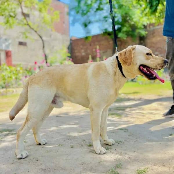 Labrador 15 Months Male Urgent Sale 1