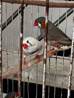 3 finches for sale