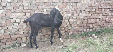 Black Amritsari Beetal Bakri With 2 Female kids