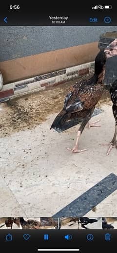 Aseel chicks for sale age 6  months  mobile number  03416122477