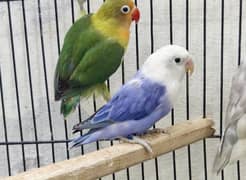 Love Birds