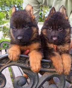 2 German Shepherd Puppies triple Coated Male Female 3 Months Old