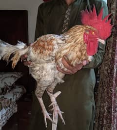 male cock, 1 year old