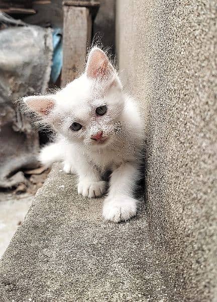 2 Month old Semi Persian Cats 1