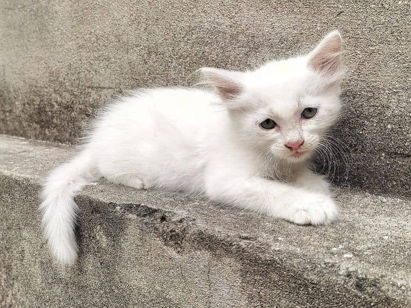 2 Month old Semi Persian Cats 5