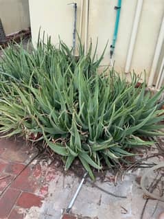 Aloe Vara Largest Plants For Sale