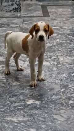 English pointer puppy 0