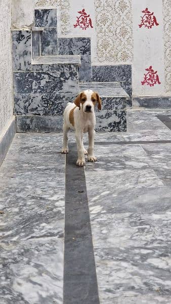 English pointer puppy 2