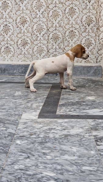 English pointer puppy 3