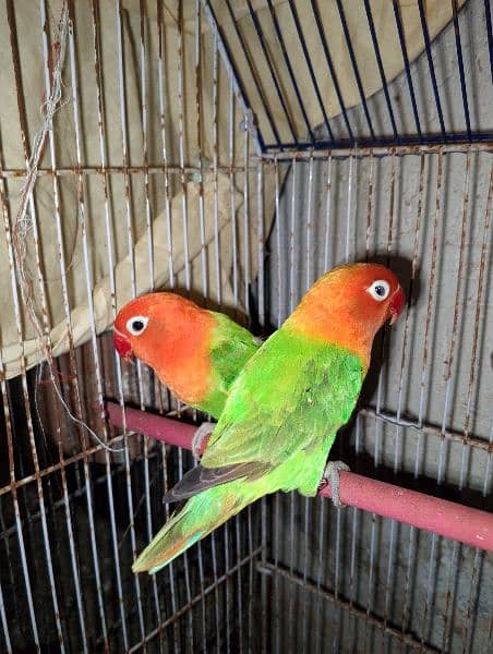 love birds for sale 3