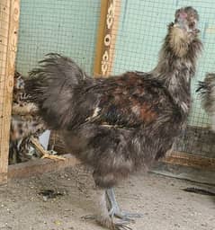 Grey Silkie Available