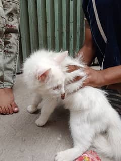 Persian kitten for sale orange eye white color