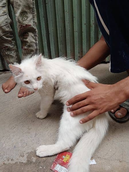 Persian kitten for sale orange eye white color 1