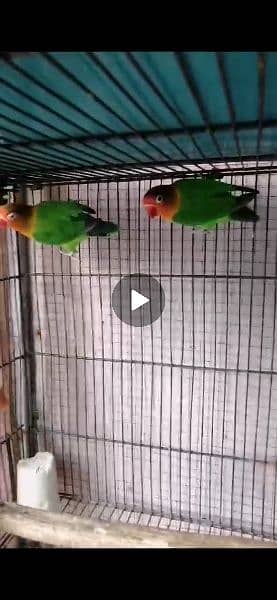 Love birds breeder pairs 4