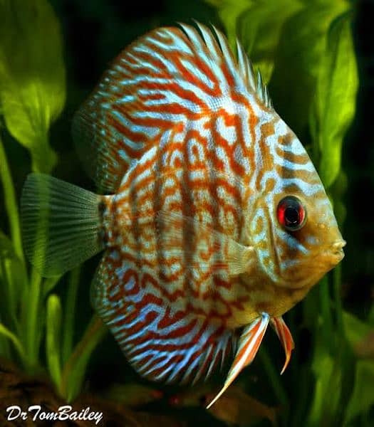 High Quality Discus 1