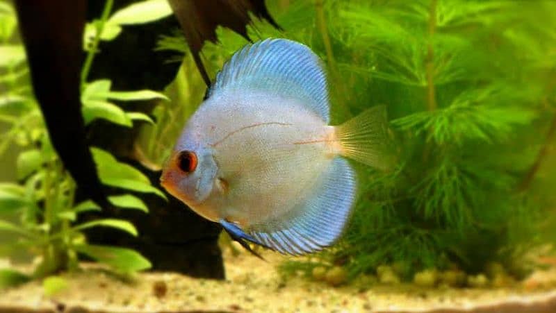 High Quality Discus 4