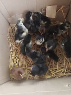 Black mushka and kala nawab aseel chicks for sale