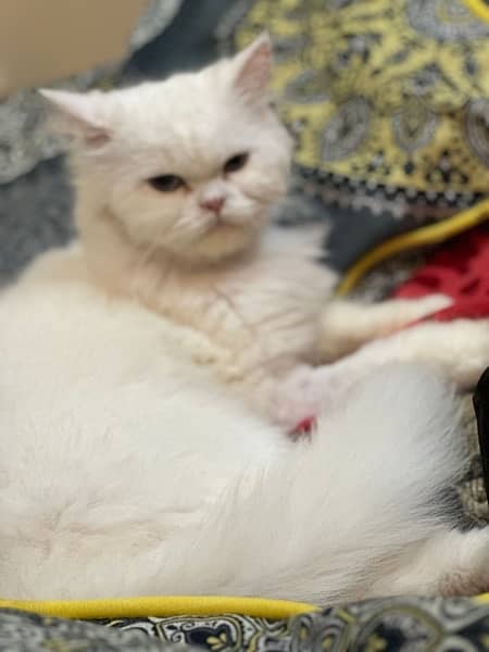 persian Cat 1