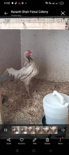 white Silkie and Hera Male