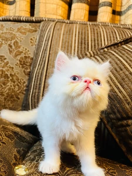 Persian Kittens 11