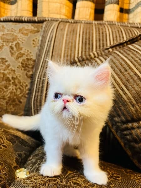 Persian Kittens 12