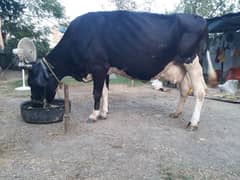 Jersey friesian cross cow mardan