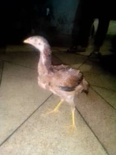 Aseel hen for sale