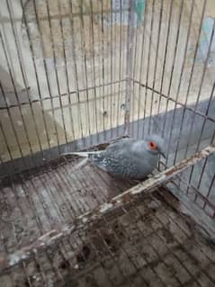 Diamond dove for sale adult male breder male