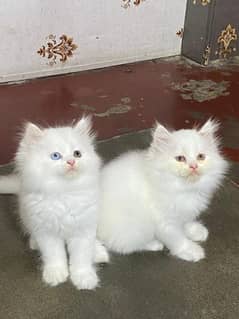 Persian cats