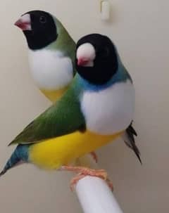 Common / Latino / Split Blue Gouldian Finch Males and Females