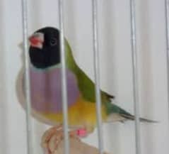 Common and Latino Gouldian Finch Females