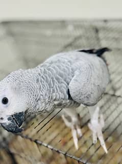 african grey 0