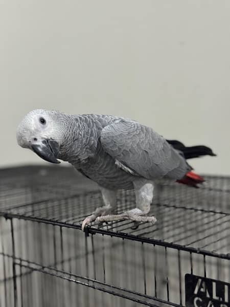 african grey 1