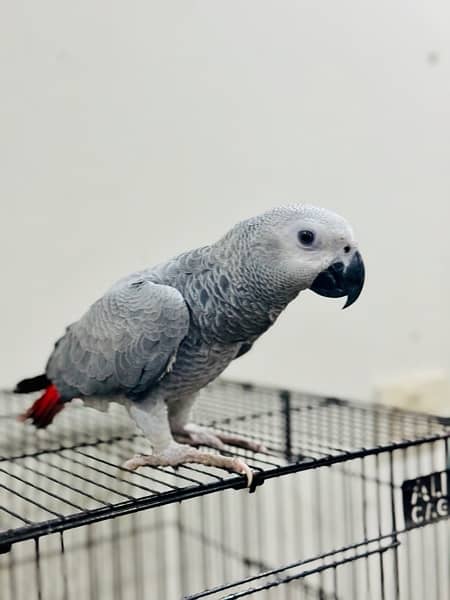 african grey 3