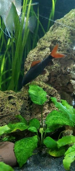 confirm breeder angle fish rainbow shark 3