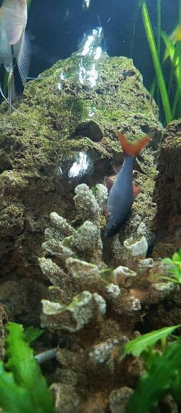 confirm breeder angle fish rainbow shark 4