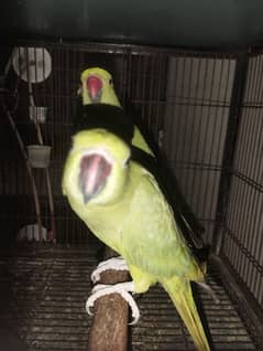 Female parrot ready for first breed parents history available