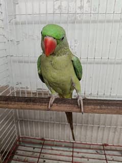 Pahari 6 months with New Big Size Cage