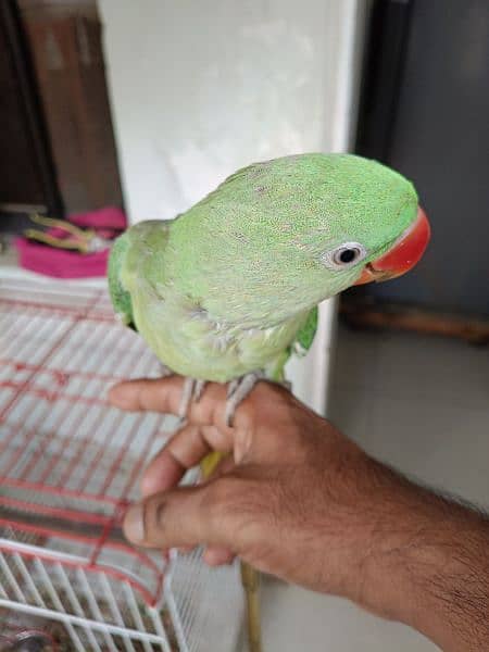 Pahari 6 months with New Big Size Cage 1