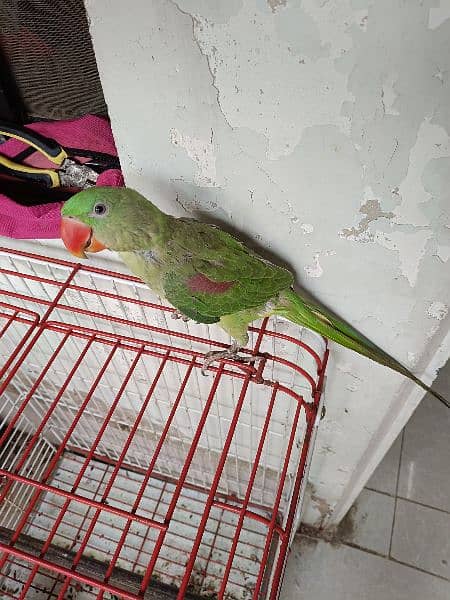 Pahari 6 months with New Big Size Cage 2