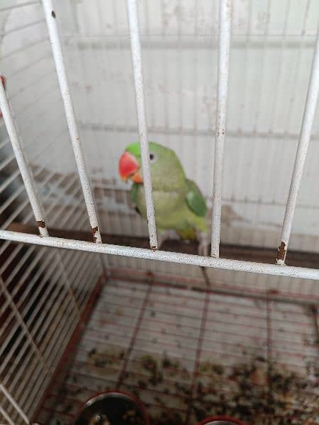 Pahari 6 months with New Big Size Cage 3