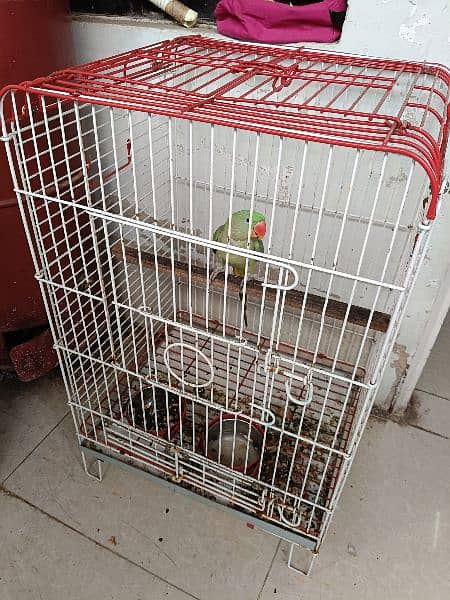 Pahari 6 months with New Big Size Cage 4