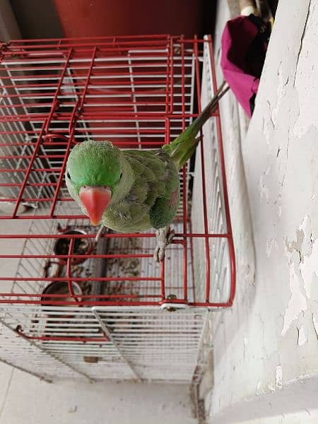 Pahari 6 months with New Big Size Cage 5