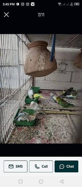 8 finches 9 Australian parrot with cage 2