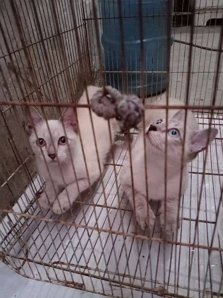 Siamese Breed Cat pair 1