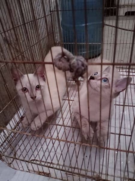 Siamese Breed Cat pair 2