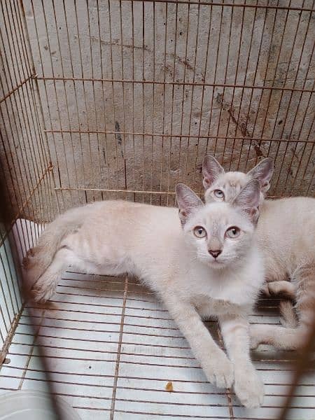 Siamese Breed Cat pair 3