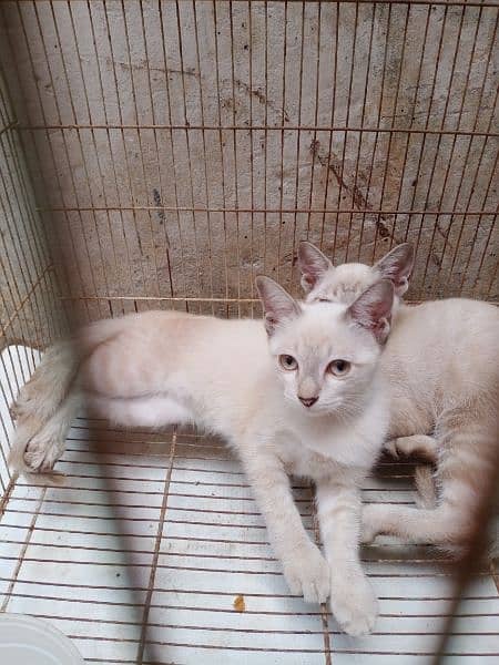 Siamese Breed Cat pair 4