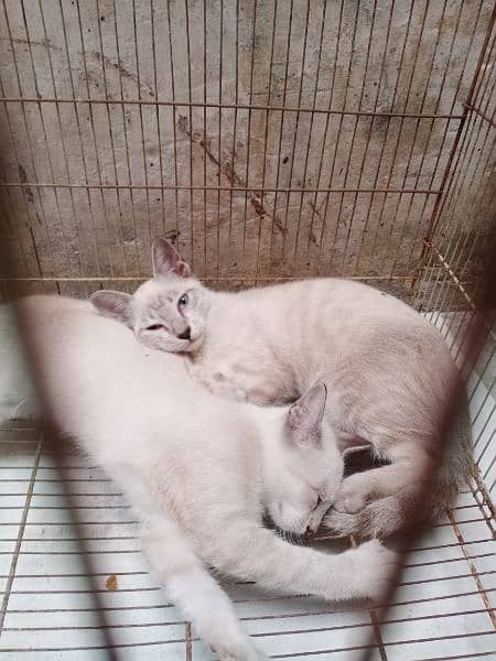 Siamese Breed Cat pair 5